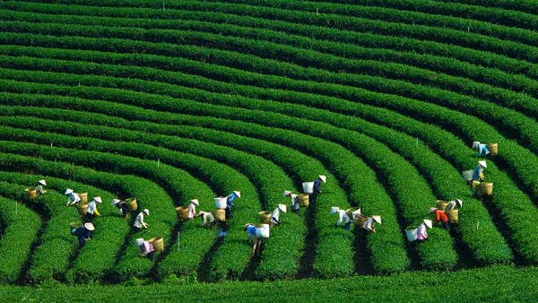 Cau Dat Tea Hill (Moc Chau, Son La) – Endless green